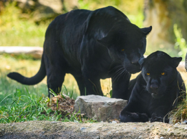 Portál arecenze.cz opětovně vyhlásil Zoo Zlín jako nejlepší zoo v ČR