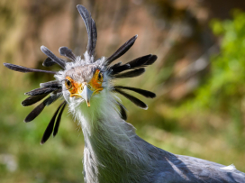 Our new conservation research project in Africa