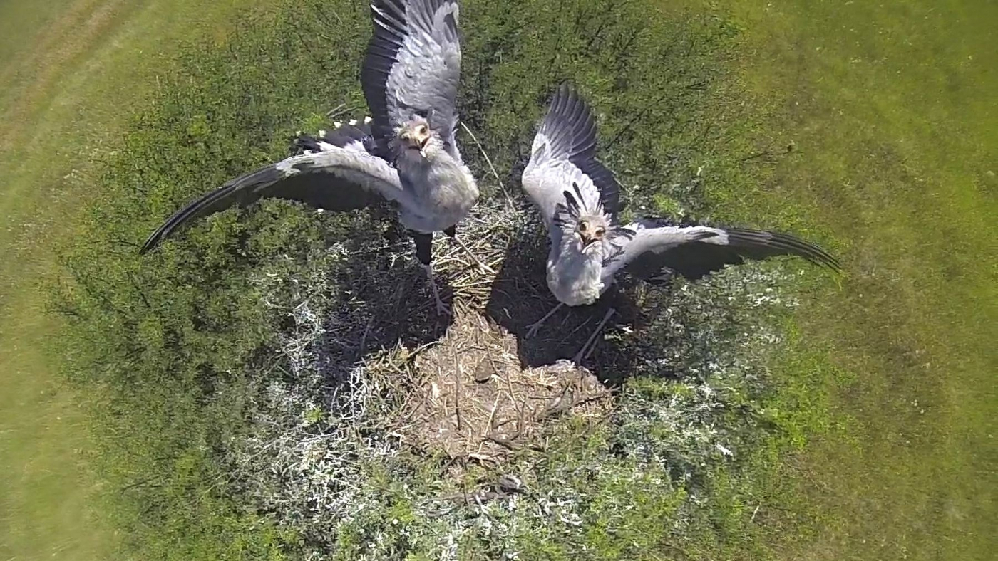 Our new conservation research project in Africa