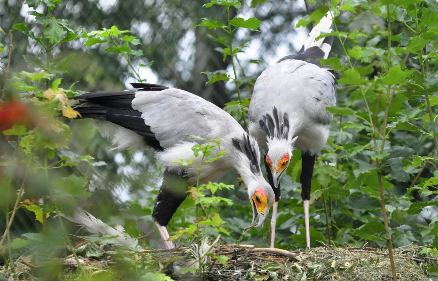 Our new conservation research project in Africa