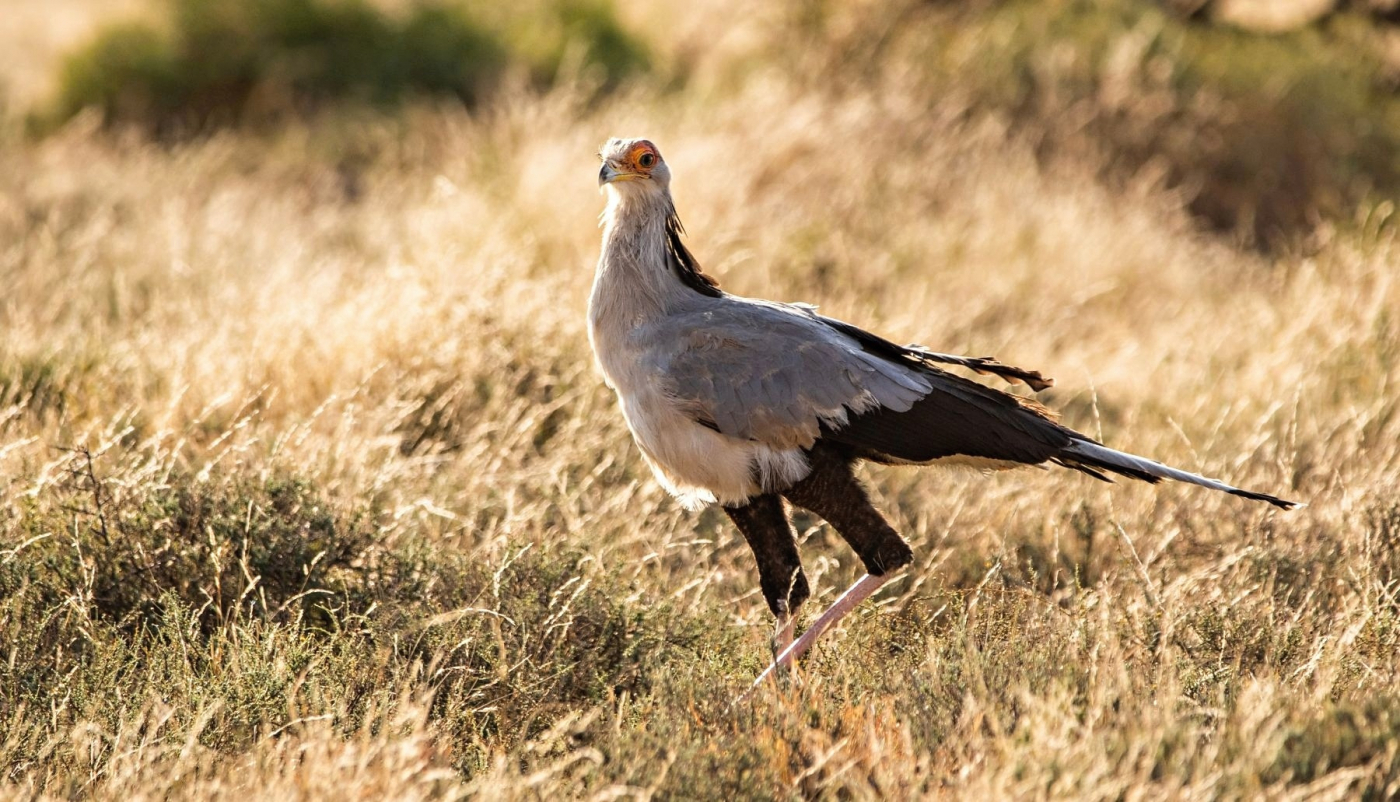 Our new conservation research project in Africa