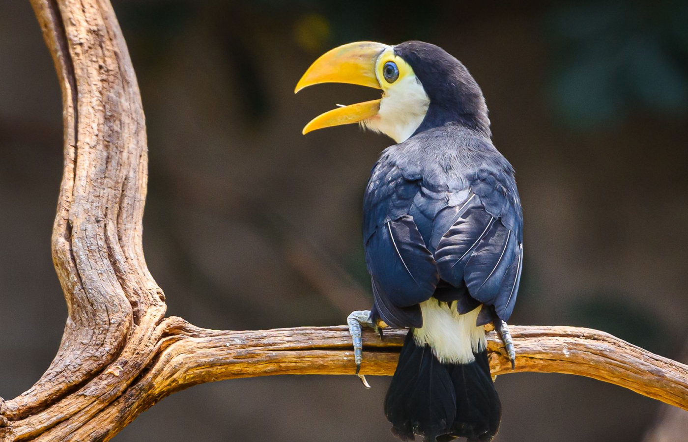 Another successfull rearing of Toco toucans!