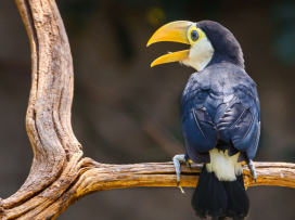 Another successfull rearing of Toco toucans!