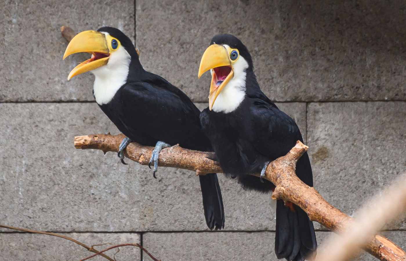 Another successfull rearing of Toco toucans!