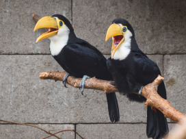 Another successfull rearing of Toco toucans!