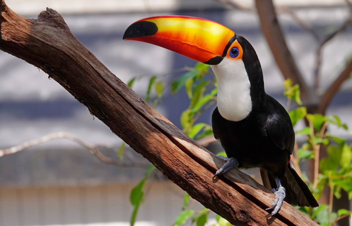 Another successfull rearing of Toco toucans!