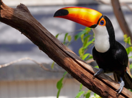 Another successfull rearing of Toco toucans!