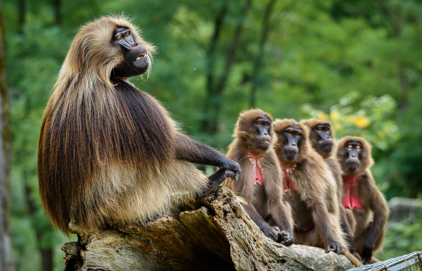 V září a říjnu do Zoo Zlín za stovku