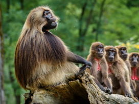 V září a říjnu do Zoo Zlín za stovku