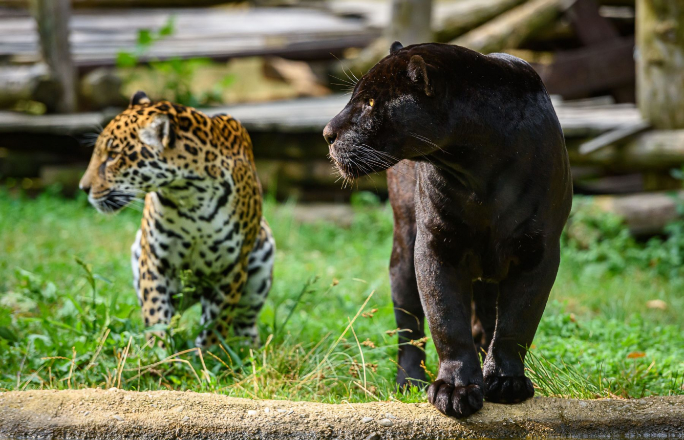 V září a říjnu do Zoo Zlín za stovku