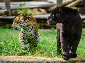 V září a říjnu do Zoo Zlín za stovku