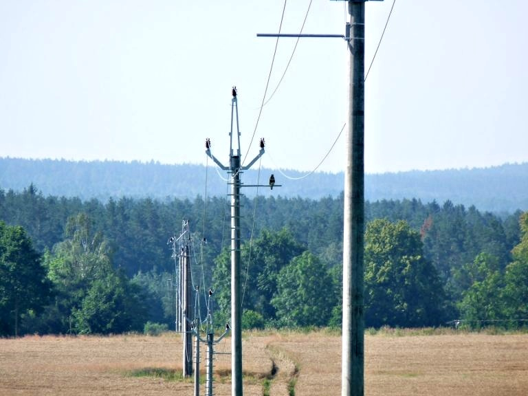 Pomáháme zachránit dravce před elektrickým výbojem