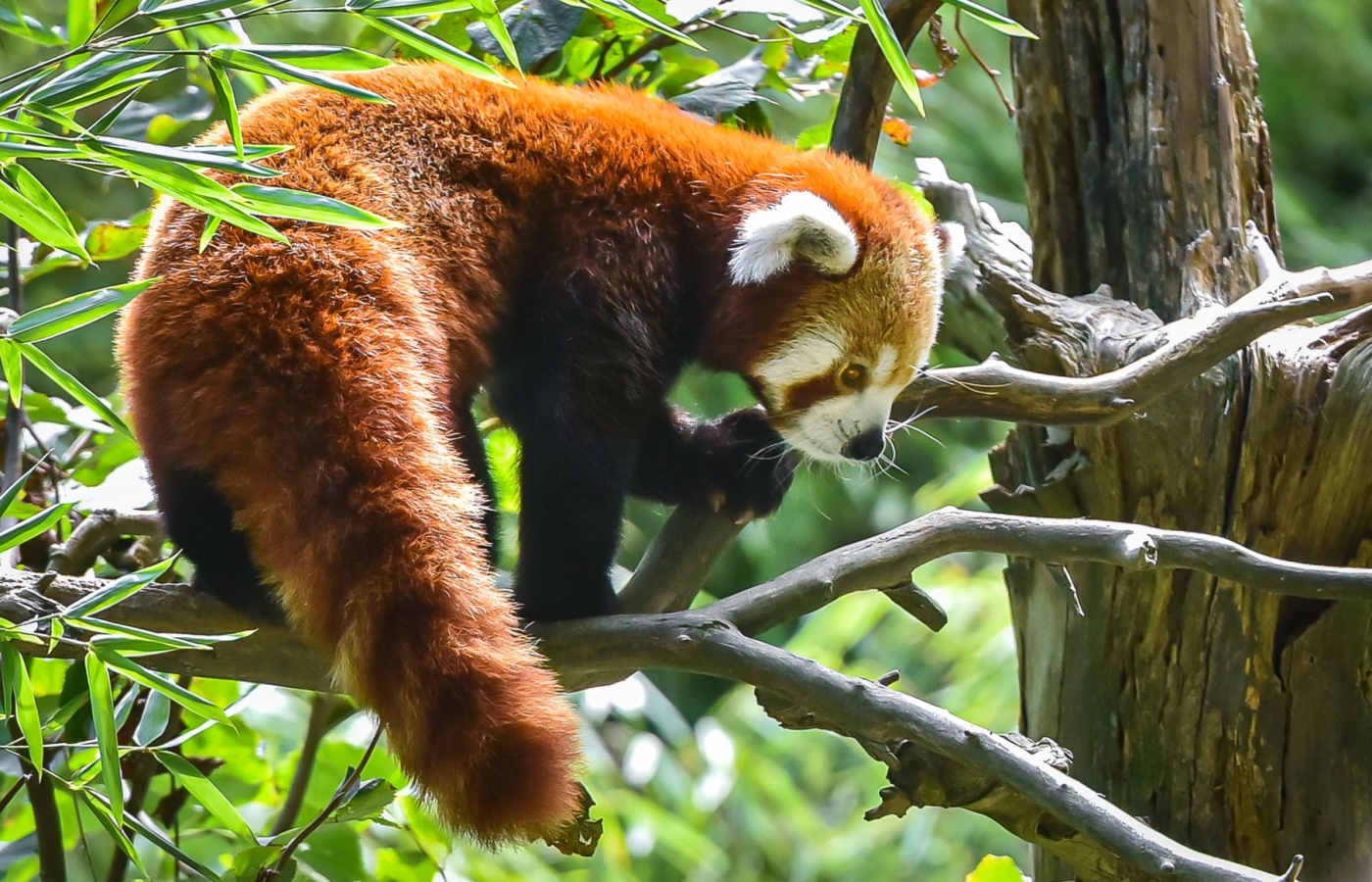 Visit Zoo Zlín in September and October for CZK 100!