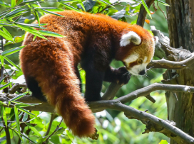 Visit Zoo Zlín in September and October for CZK 100!