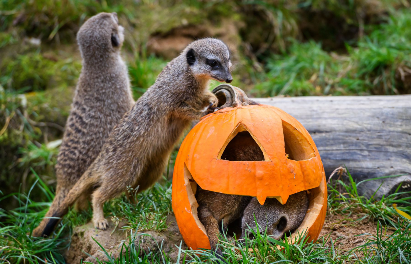 Halloween - program čtvrtek 29.10.