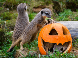 Halloween - program čtvrtek 29.10.