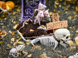 Halloween - program sobota 31.10.