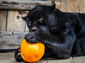Halloween - program neděle 1.11.