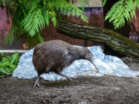 Kivi a kea - otevřeno!