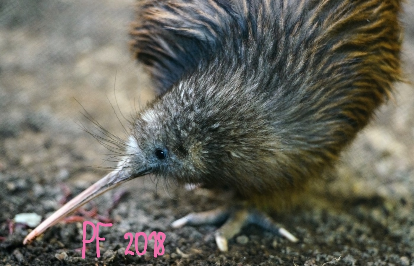 Šťastný nový rok 2018!