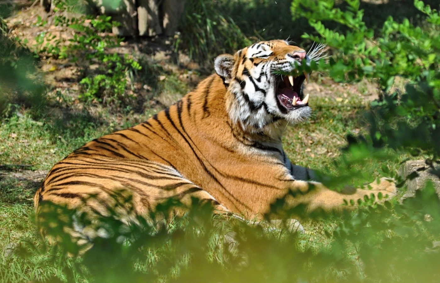 UCSZOO k chovu velkých koček