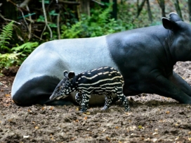 Malý tapír čabrakový