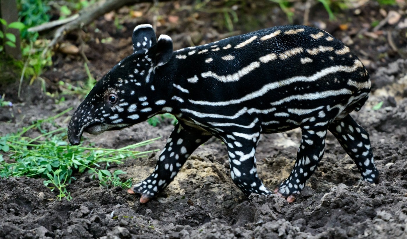 zoo zlin tapir