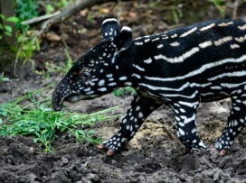 Malý tapír čabrakový