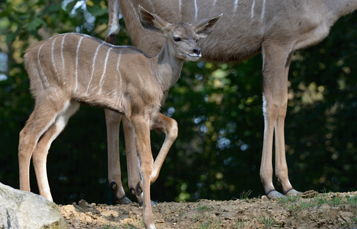 Třetí mládě kudu velkého