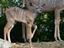 Třetí mládě kudu velkého