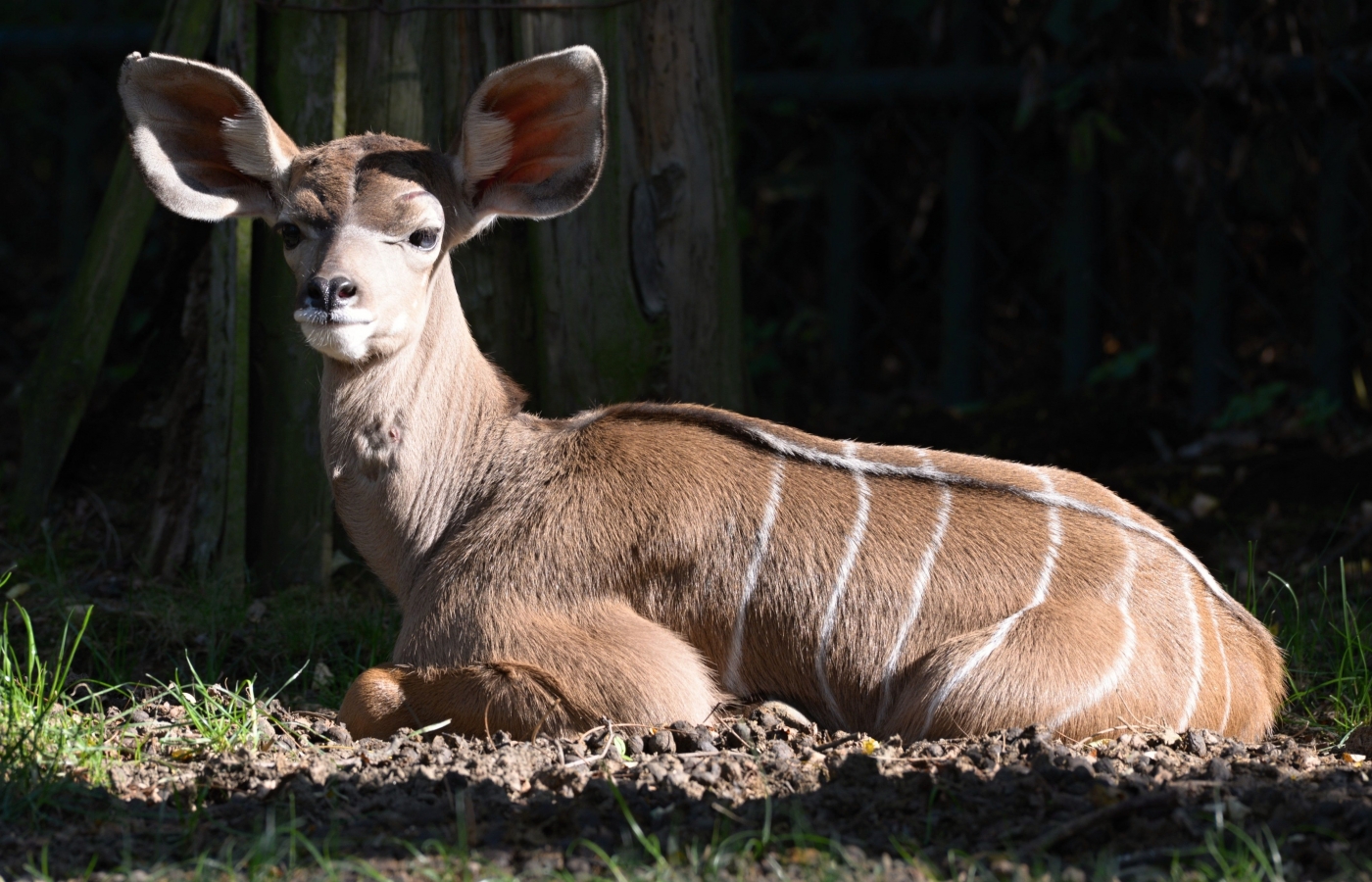 Třetí mládě kudu velkého