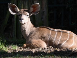 Třetí mládě kudu velkého